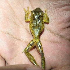 Scinax caprarius
