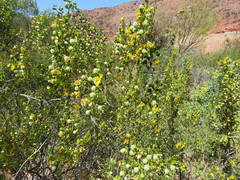 Larrea cuneifolia