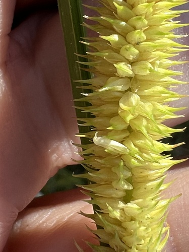 Carex capitata, photograph 5