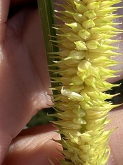 Carex capitata, photograph (c) Steve Matson, some rights reserved (CC BY)