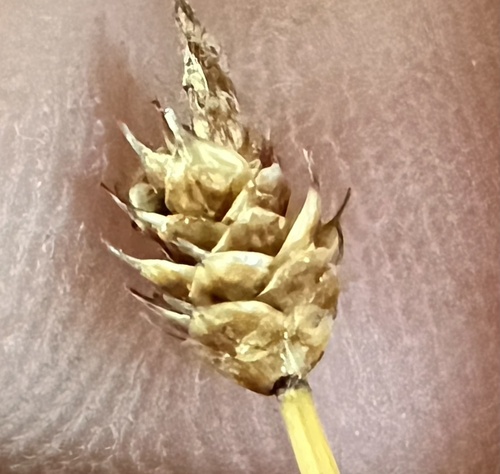 capitate sedge (Carex capitata)