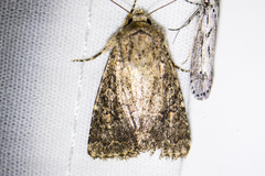 Aseptis fumosa