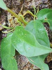 Bignonieae