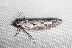 Ethmia semitenebrella