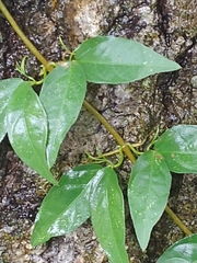 Bignonieae