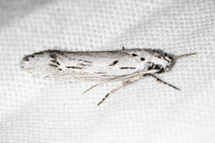 Ethmia semilugens