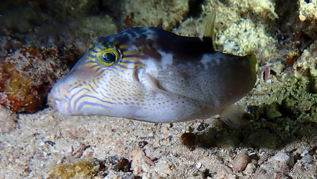 Bluespotted Toby