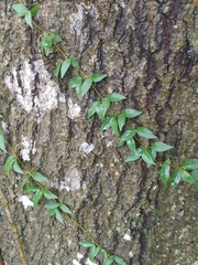 Bignonieae