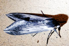 Sphinx perelegans