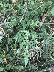 Senecio scandens incisus