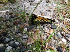 Papilio appalachiensis