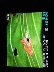 Leptomantis harrissoni