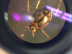 Peltodytes edentulus