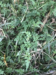 Senecio scandens incisus