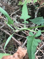 Senecio scandens incisus