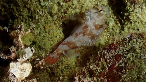 Galactacma scorpionfish (Sebastapistes galactacma) — Scorpaenidae — 5
