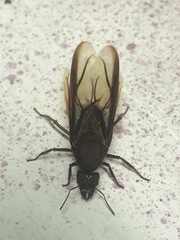 Atta laevigata