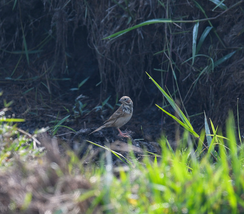 Chestnut-eared Bunting (Emberiza fucata), photo 7