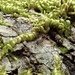 Nevada Homalothecium Moss - Photo (c) Amanda Heinrich, some rights reserved (CC BY-NC), uploaded by Amanda Heinrich