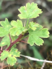 Ribes formosanum