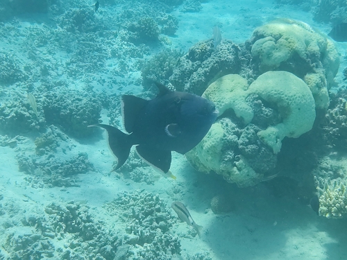 Blue Triggerfish — seen at this dive site