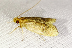 Psilocorsis cryptolechiella