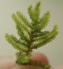 Homalothecium nevadense