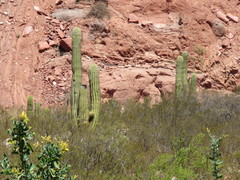 Trichocereus terscheckii