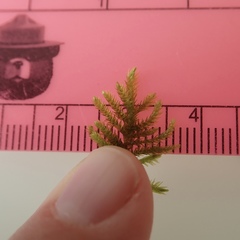 Homalothecium nevadense