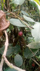 Angiospermae