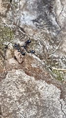 Pheidole metallescens