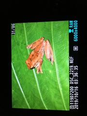 Leptomantis harrissoni