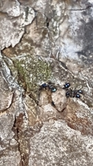 Pheidole metallescens