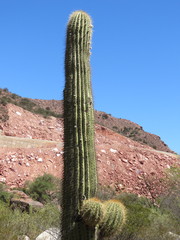 Trichocereus terscheckii