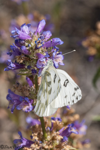 iNaturalist observation photo of Becker's White