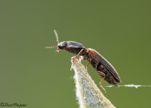 iNaturalist observation photo of Tetralimonius