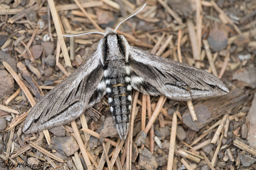 iNaturalist observation photo of Vashti Sphinx