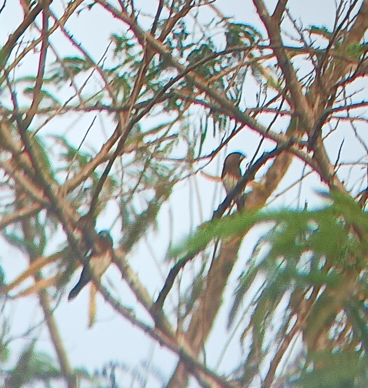 White-bellied Munia