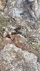 Pheidole metallescens