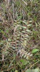 Angiospermae