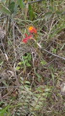 Angiospermae