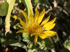 Grindelia nana