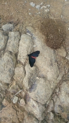 Altinote neleus
