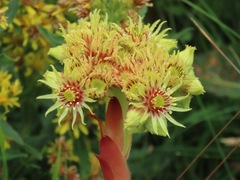 Sempervivum wulfenii, photograph (c) Marco Mussita, some rights reserved (CC BY)