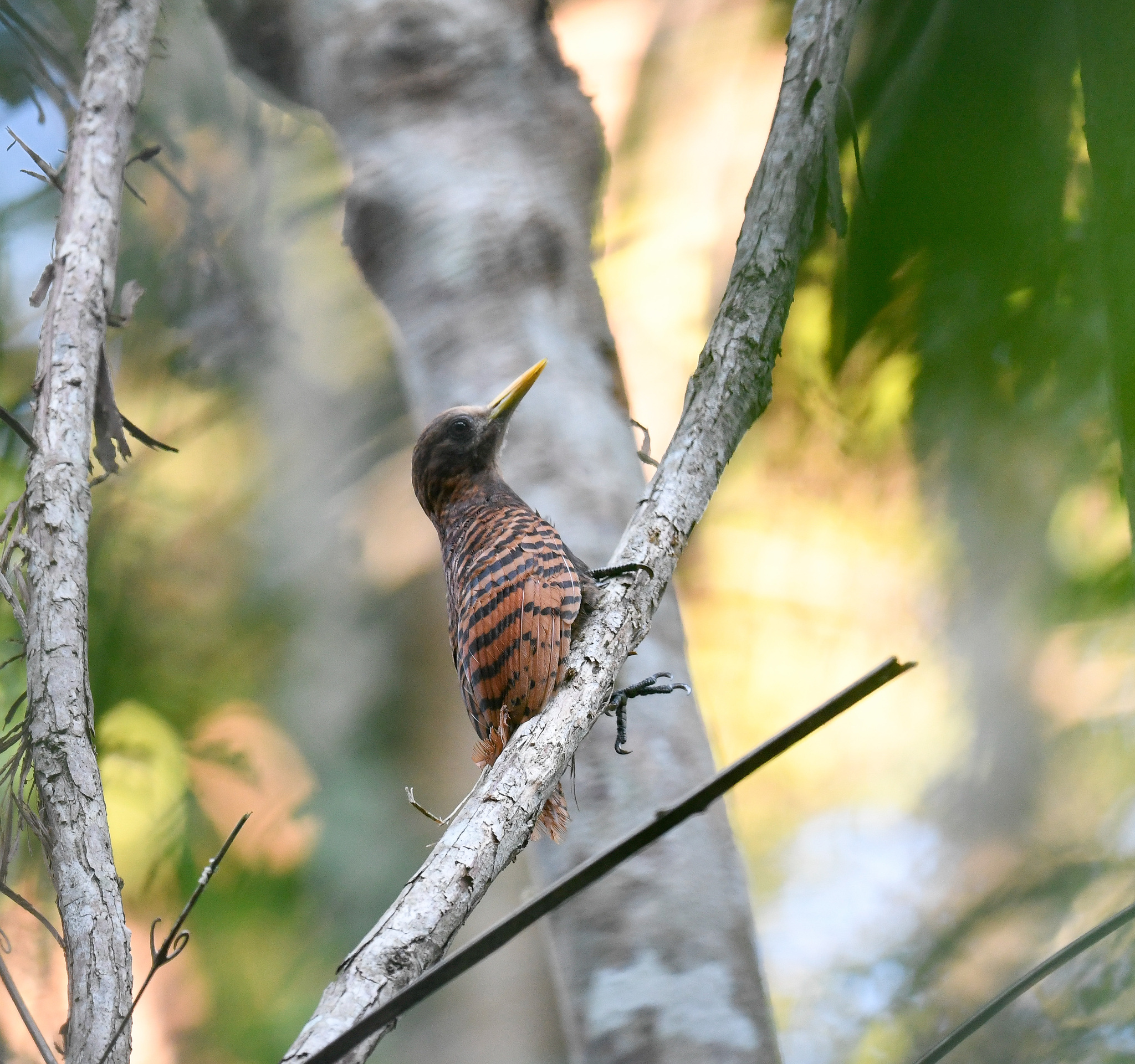 Bay Woodpecker (Blythipicus pyrrhotis), photo 8