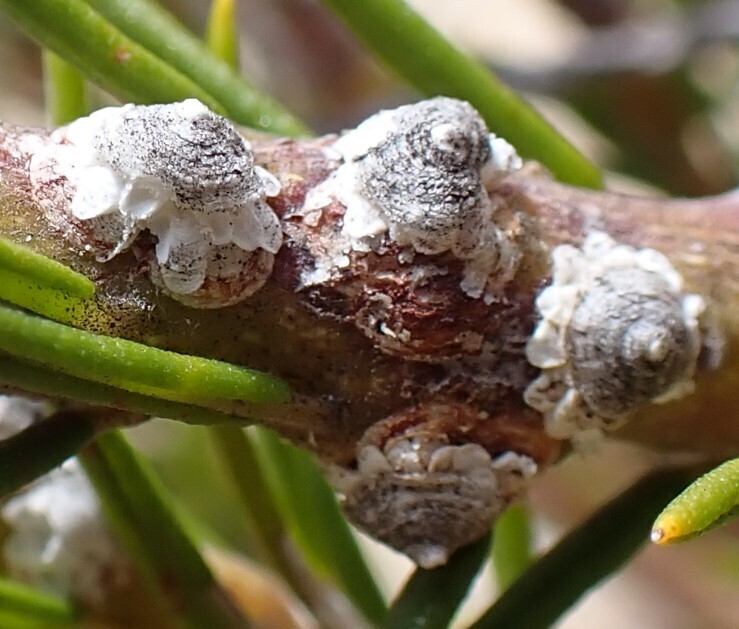 Conchaspis capensis