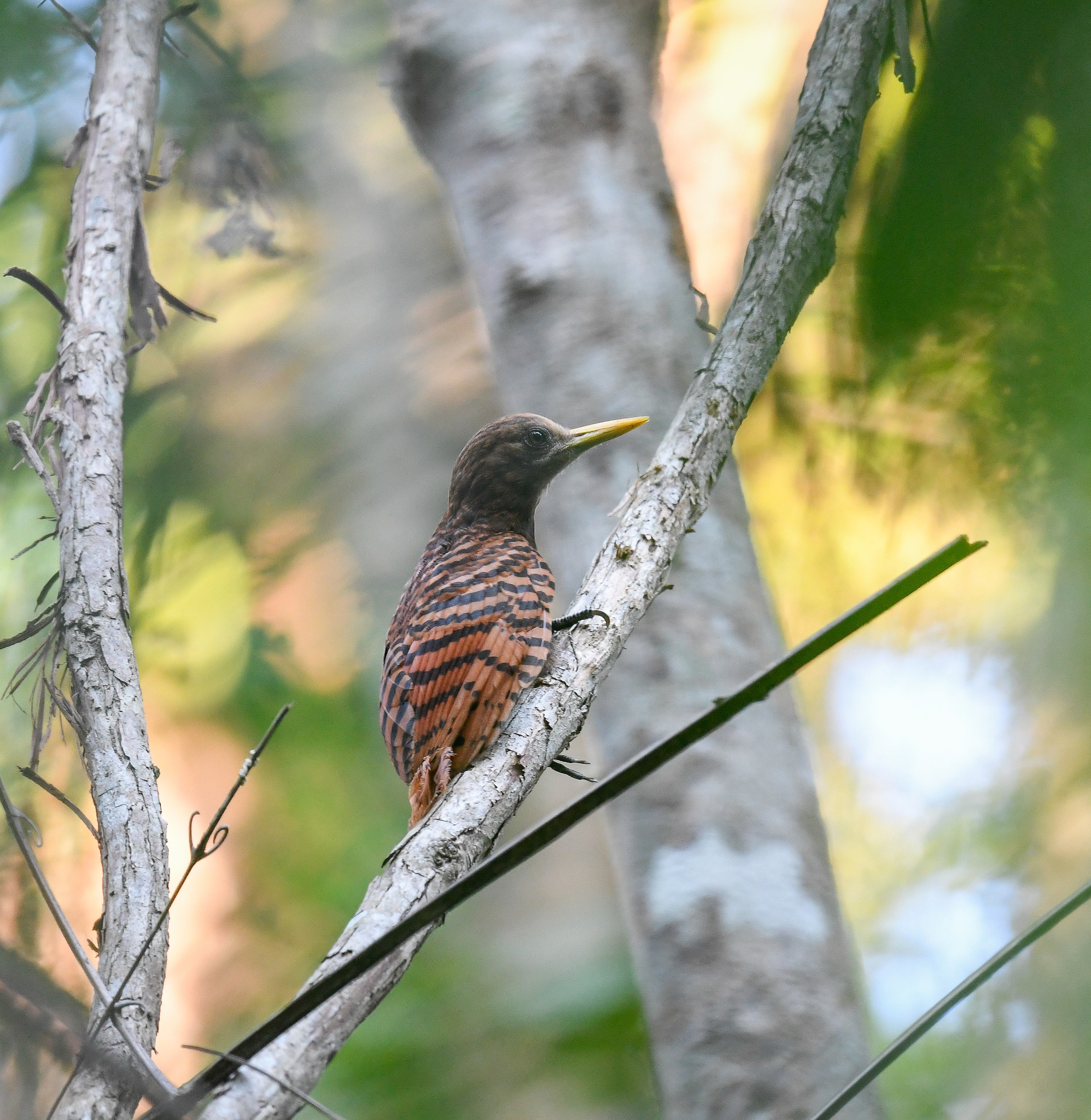 Bay Woodpecker (Blythipicus pyrrhotis), photo 9