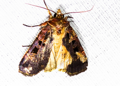 Pseudohermonassa tenuicula