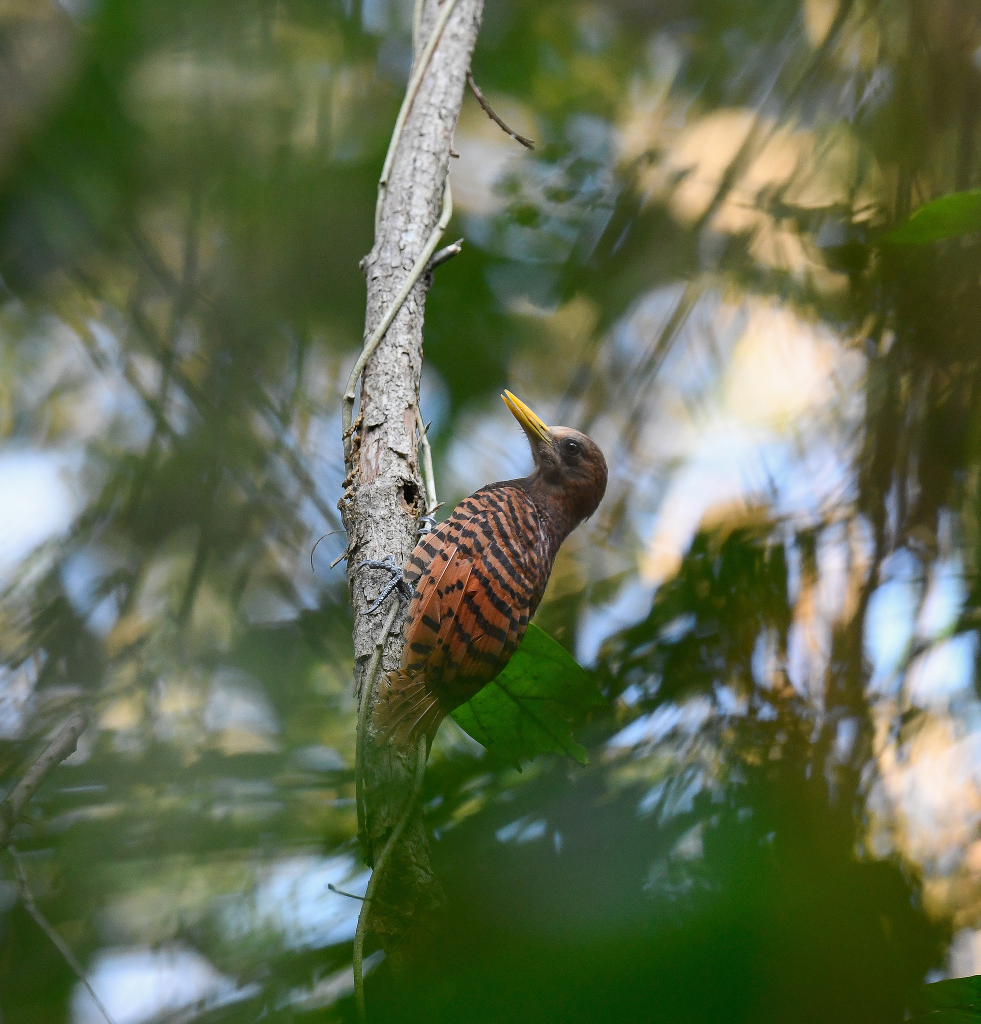 Bay Woodpecker (Blythipicus pyrrhotis), photo 10