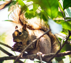 Sciurus aestuans ingrami
